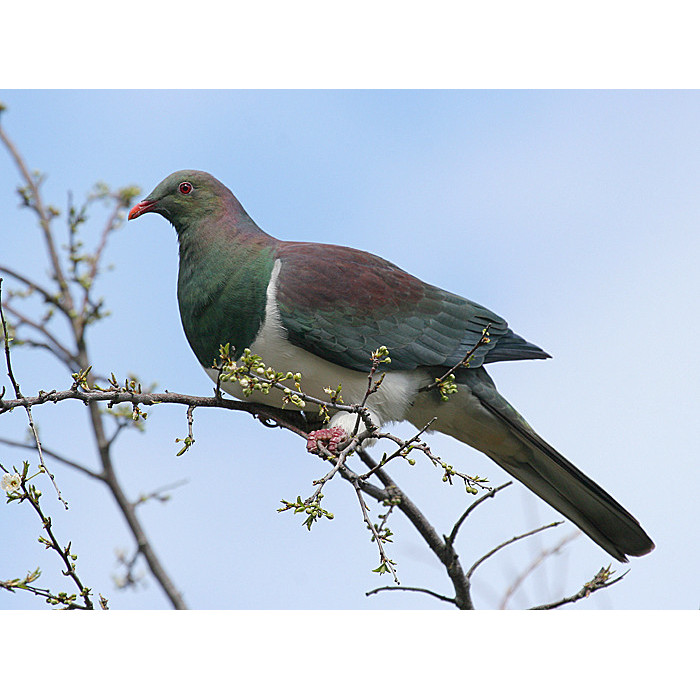 Te Kūkupa - Te Rarawa Newsletter